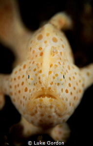 The next generation, tiny juvenile A.pictus. by Luke Gordon 